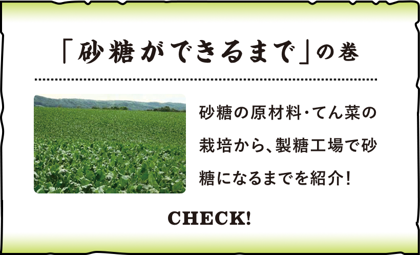 「砂糖ができるまで」の巻 砂糖の原材料・てん菜の栽培から、製糖工場で砂糖になるまでを紹介！