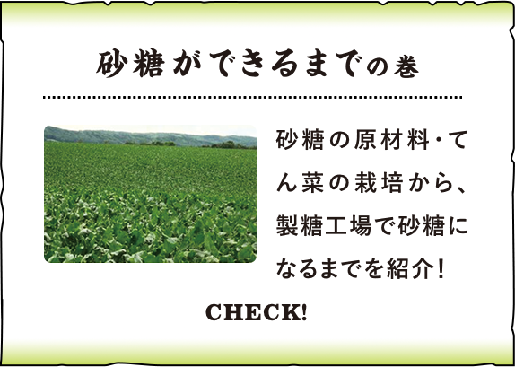 「砂糖ができるまで」の巻 砂糖の原材料・てん菜の栽培から、製糖工場で砂糖になるまでを紹介！